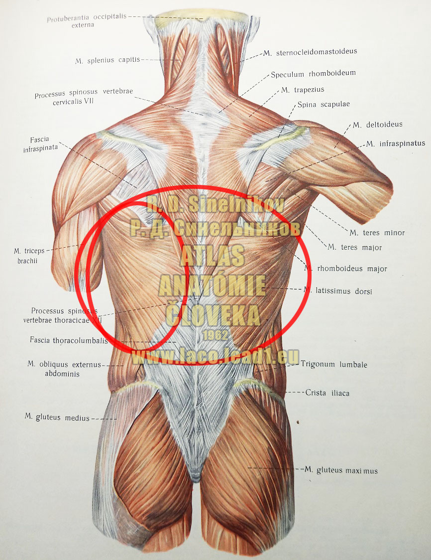 Najširší sval chrbta
