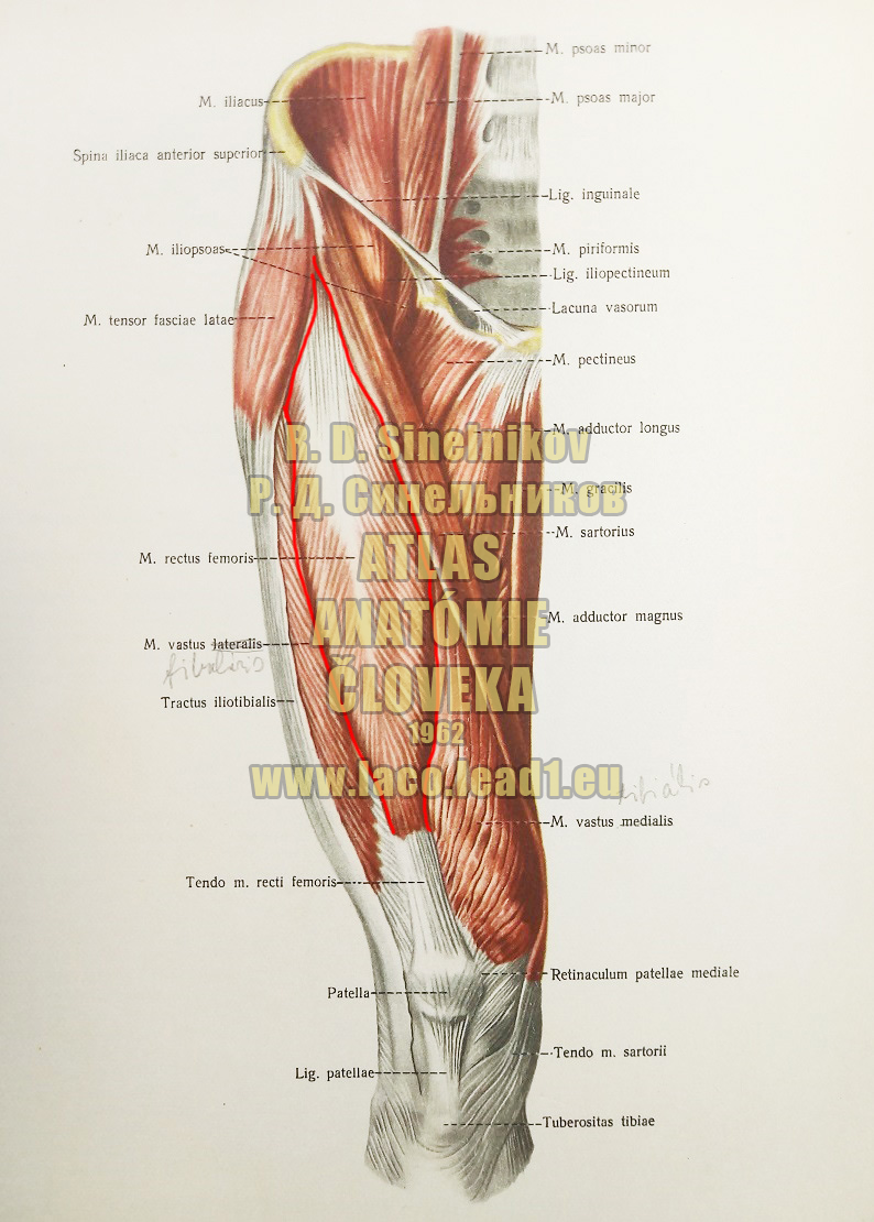 Priamy sval stehna