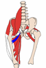 adductor brevis