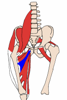 adductor longus