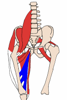 adductor magnus