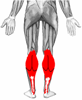 gastrocnemius