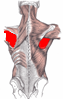 infraspinatus