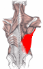 latissimus dorsi