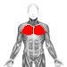 pectoralis major