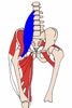 psoas major