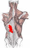 serratus posterior