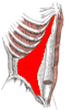 transversus abdominis