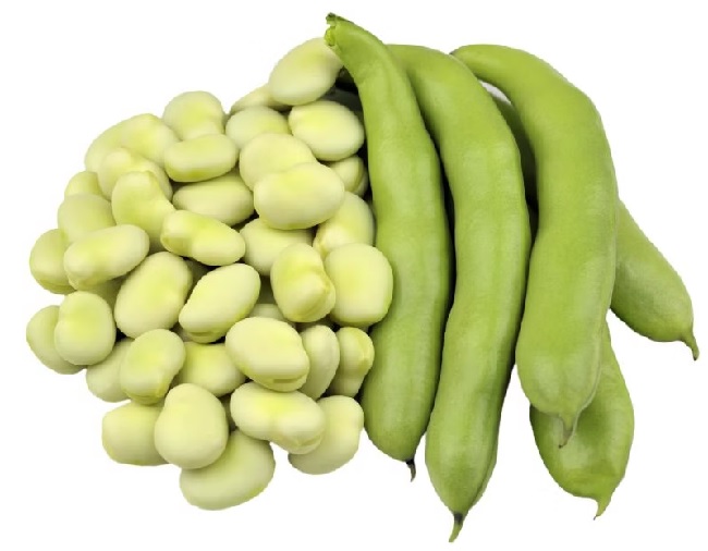 Fazuľa fava - bôb obyčajný - surový