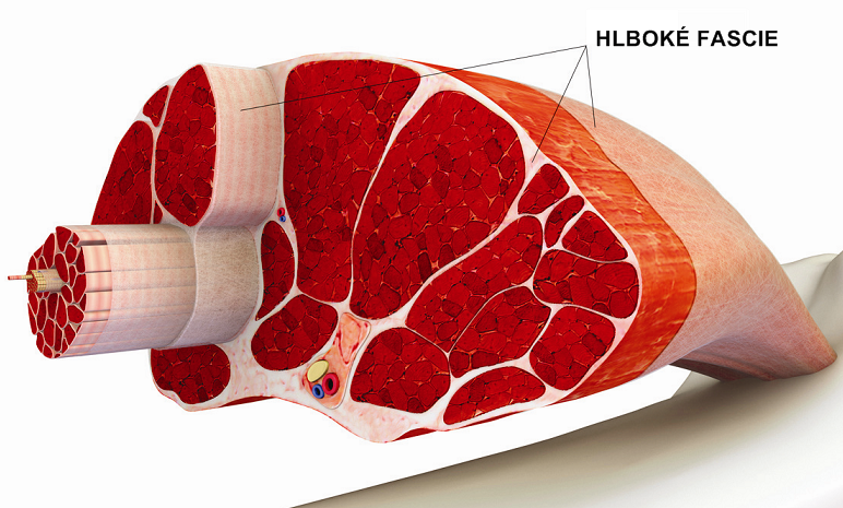 SVALOVÉ FASCIE
