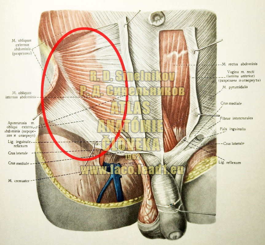 Vnútorný šikmý sval brucha INGUINÁLNY KANÁL - Z PREDU