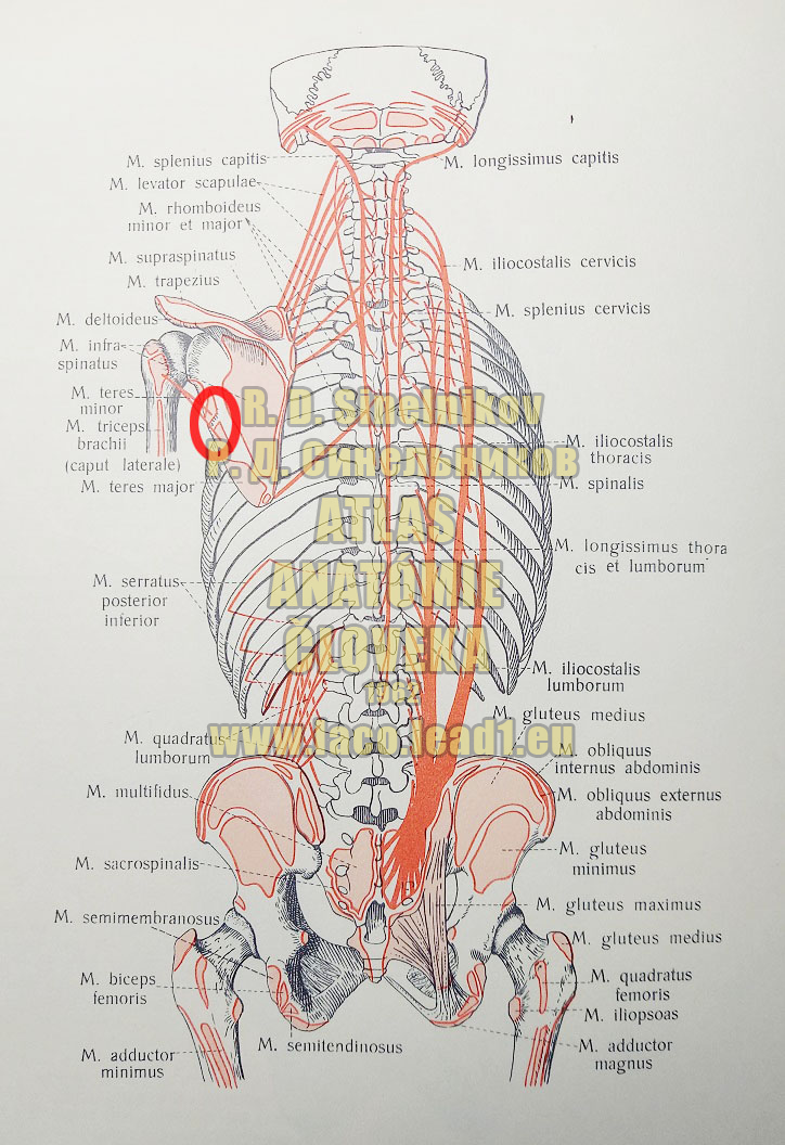 Malý oblý sval MIESTA ÚPONOV A PRIPNUTÍ SVALOV TRUPU ZO ZADU (SCHÉMA)