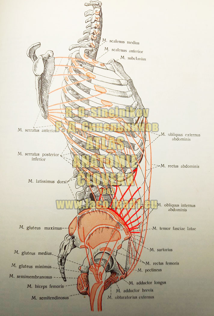 Vnútorný šikmý sval brucha MIESTA ÚPONOV A UCHYTENÍ SVALOV TORZA Z BOKU