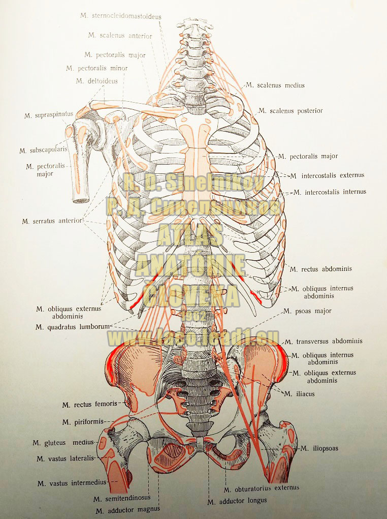 Vnútorný šikmý sval brucha MIESTA ÚPONOV A UCHYTENÍ SVALOV TORZA Z PREDU (SCHÉMA)