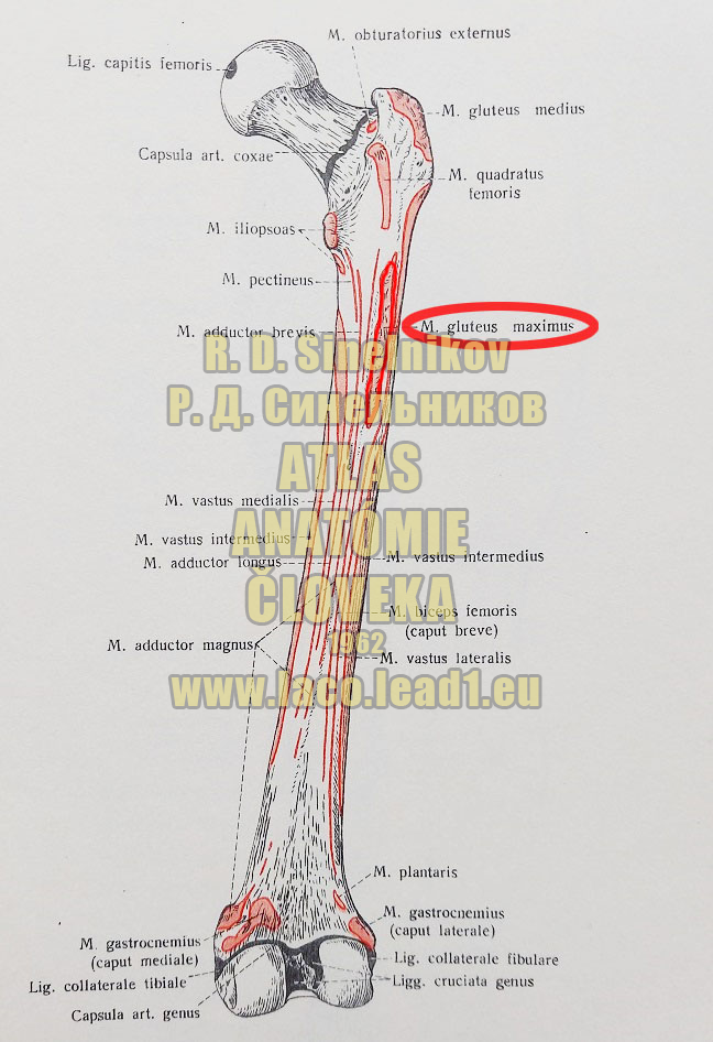 Veľký sedací sval MIESTA UPÍNANÍ SVALOV NA STEHENNEJ KOSTI - PRAVEJ - ZO ZADU