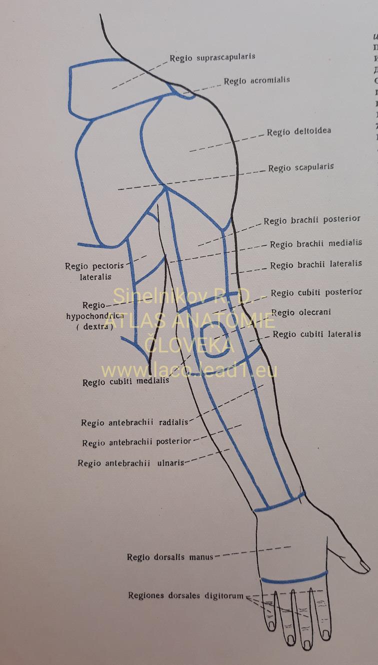Trojhlavý ramenný sval OBLASŤ HORNEJ KONČATINY