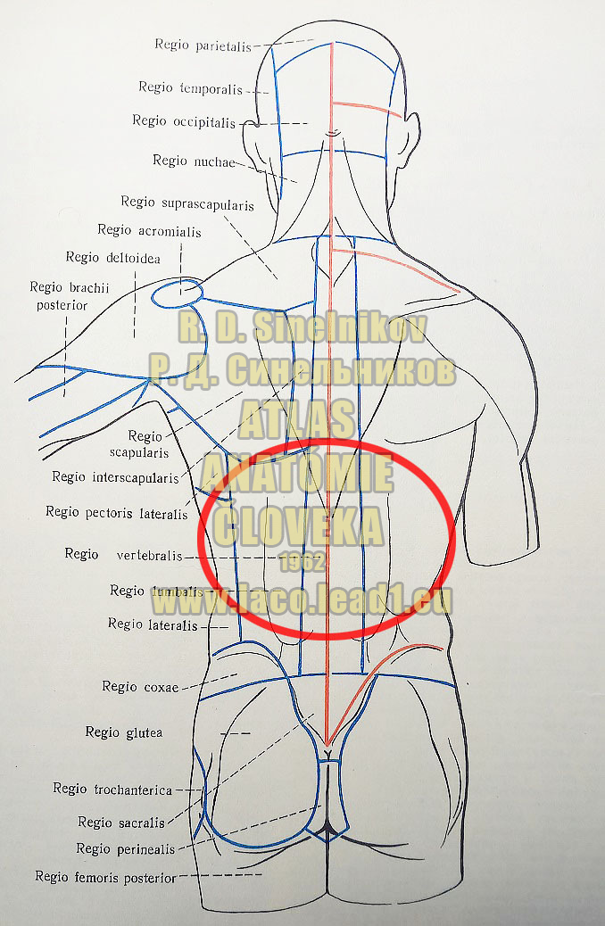 Najširší sval chrbta OBLASTI TRUPU ZO ZADU A LÍNIE REZOV KOŽE