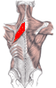 Veľký rombický sval – veľký kosoštvorcový sval