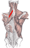 Malý rombický sval – malý kosoštvorcový sval