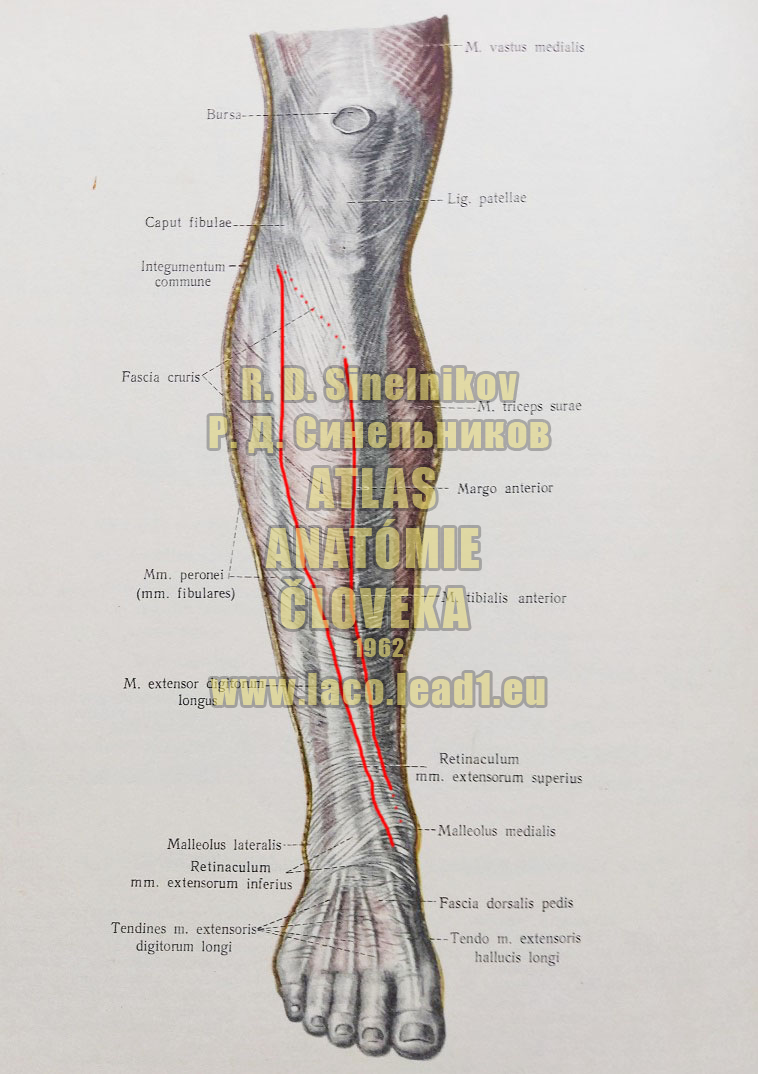 Predný píšťalový sval SVALY A FASCIE PREDKOLENIA A CHODIDLA - PRAVÉHO - Z PREDU