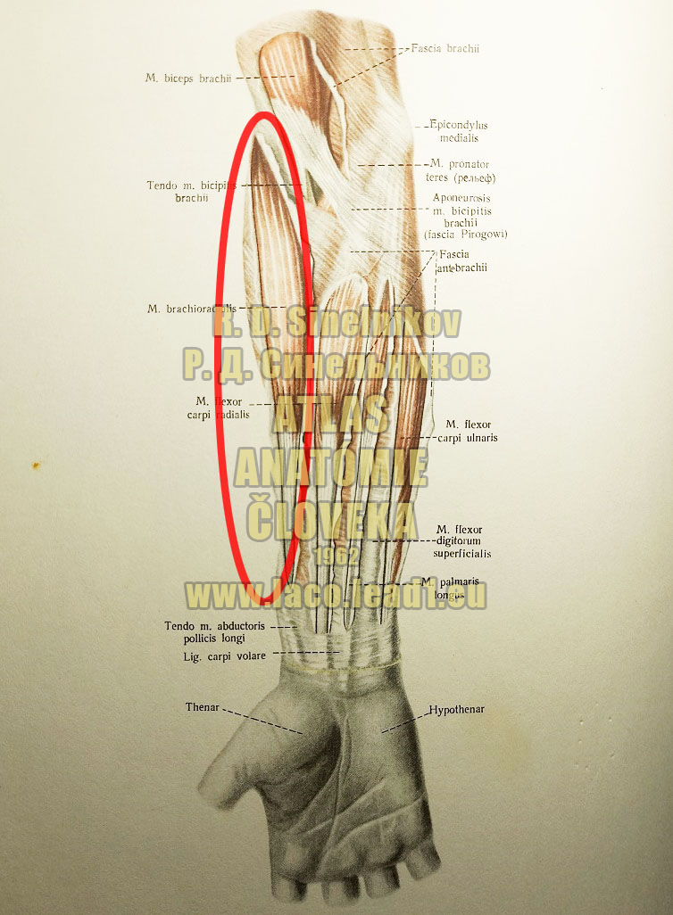 Ramennovretený sval