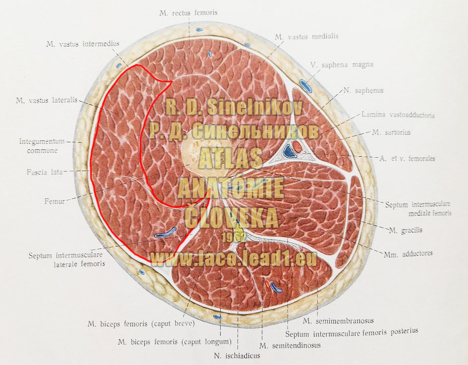 Bočný široký sval SVALY A FASCIE STEHNA - PRAVÉHO (PRIEČNY REZ NA ÚROVNI STREDU STEHNA)