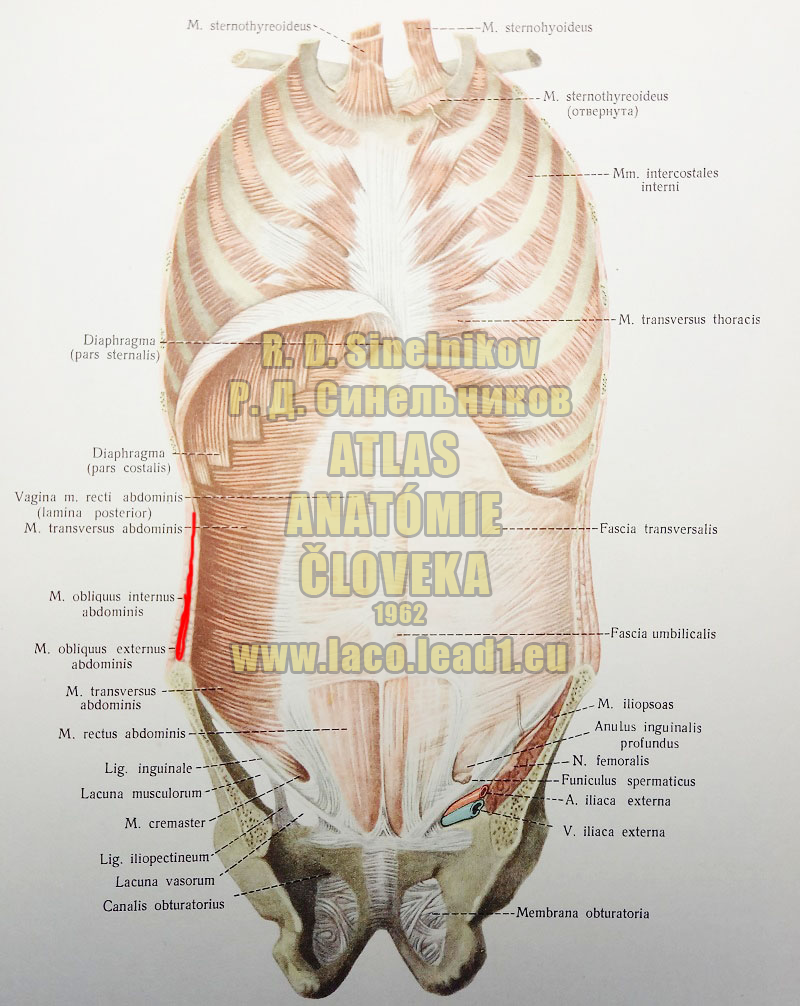 Vnútorný šikmý sval brucha SVALY A FASCIE TRUPU (PREDNÁ STENA HRUDI A BRUCHA - VNÚTRI)
