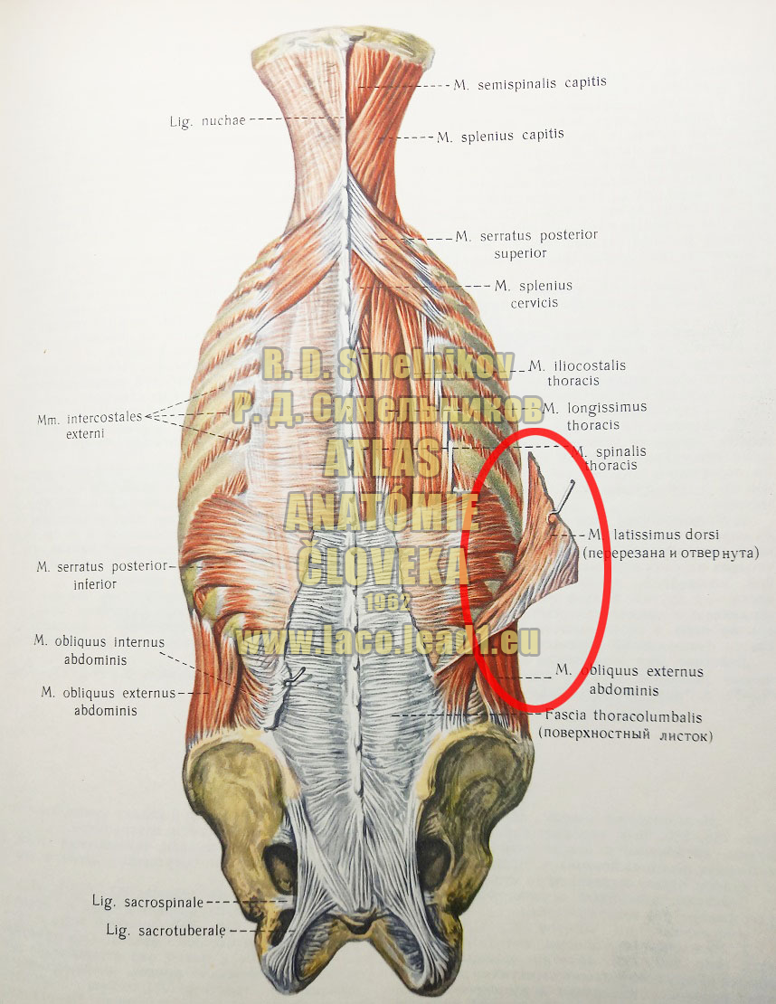 Najširší sval chrbta SVALY CHRBTA A ZÁTYLKU (HLBŠIE ULOŽENÉ SVALY)