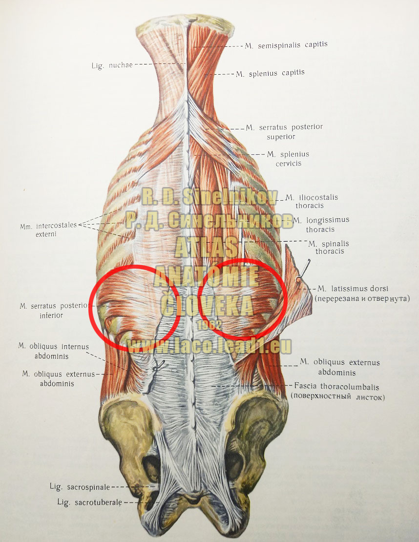 Zadný pílovitý sval SVALY CHRBTA A ZÁTYLKU (HLBŠIE ULOŽENÉ SVALY)