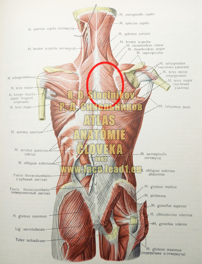 Veľký rombický sval – veľký kosoštvorcový sval SVALY CHRBTA A ZÁTYLKU (POVRCHOVÉ SVALY)