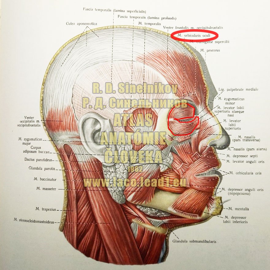 Kruhový očný (očnicový) sval SVALY HLAVY, MM. CAPITIS - Z PRAVA (MIMICKÉ A ŽUVACIE SVALY)