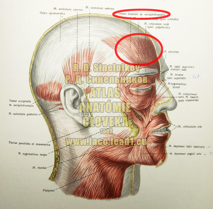 Čelový sval SVALY HLAVY, MM. CAPITIS - Z PRAVA (MIMICKÉ SVALY LÍCA)