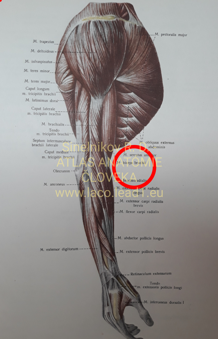Dvojhlavý ramenný sval SVALY HORNEJ KONČATINY, PRAVEJ, z boku (1/4).