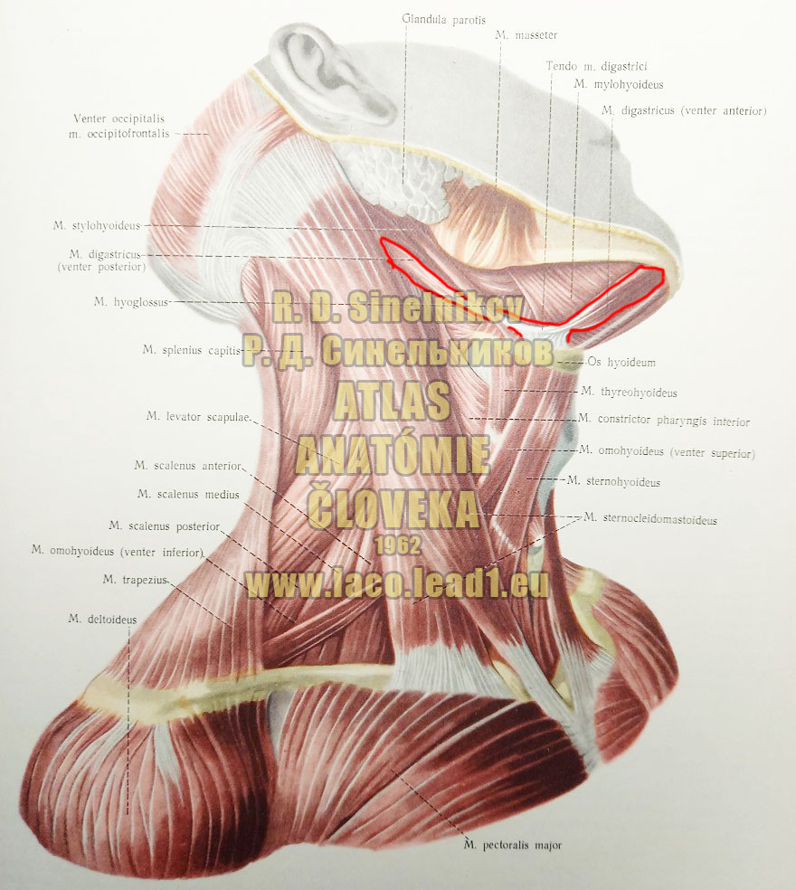 Dvojbruchý sval