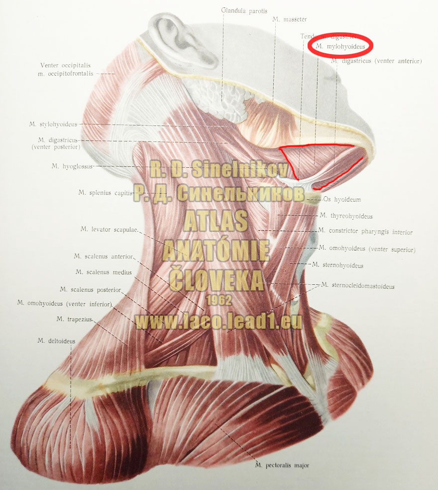 Sánkovojazylkový sval