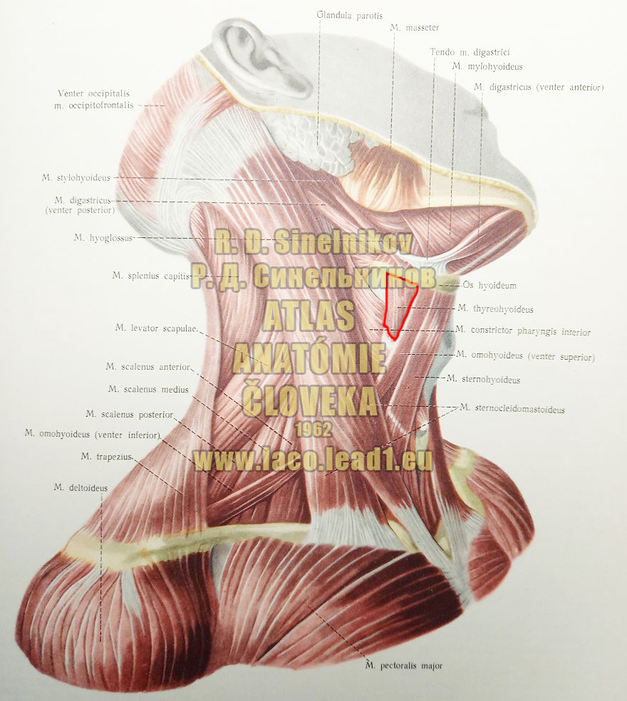 Štítnojazylkový sval SVALY KRKU - Z PRAVA (POVRCHOVÉ SVALY)