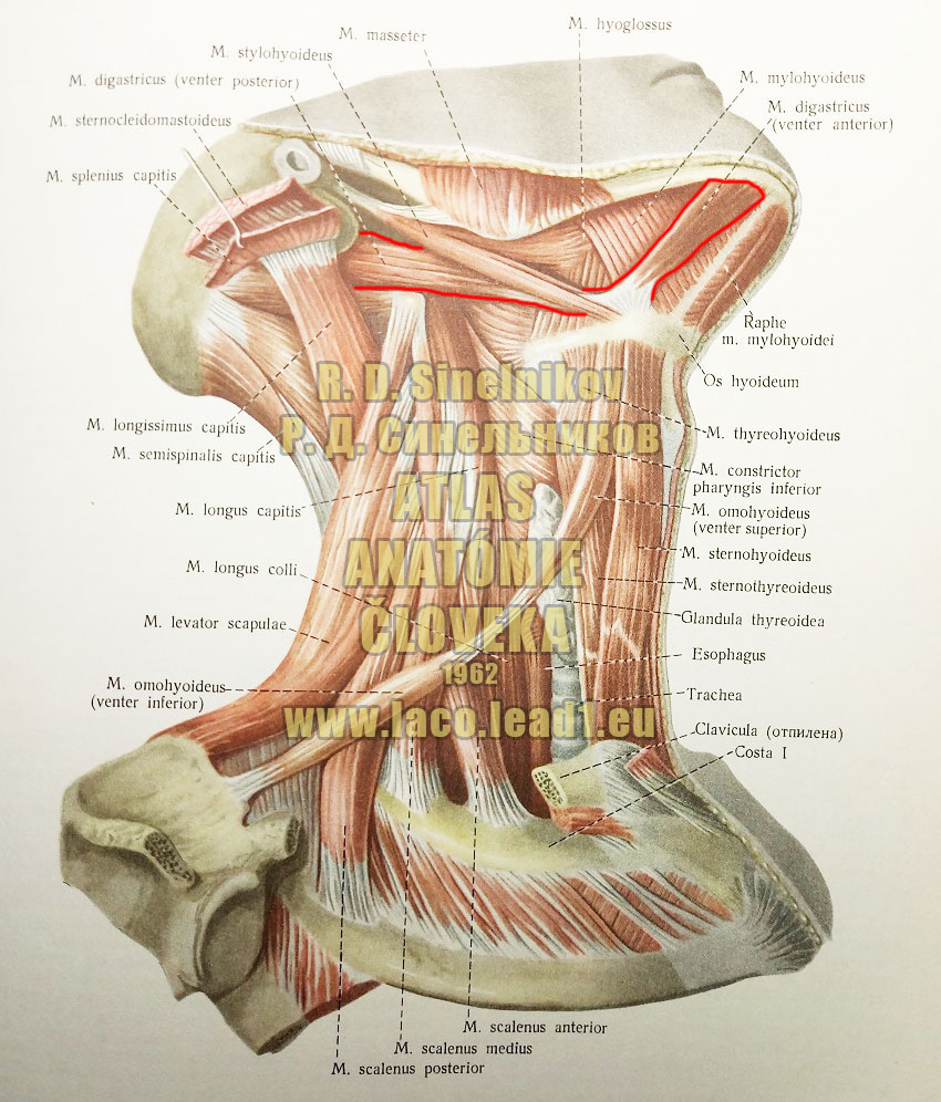 Dvojbruchý sval SVALY KRKU - Z PRAVA (POVRCHOVÉ SVALY - STREDNÁ SKUPINA A HLBOKÉ SVALY - BOČNÁ SKUPINA)