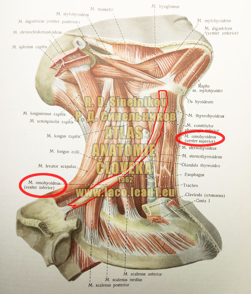Lopatkovojazylkový sval
