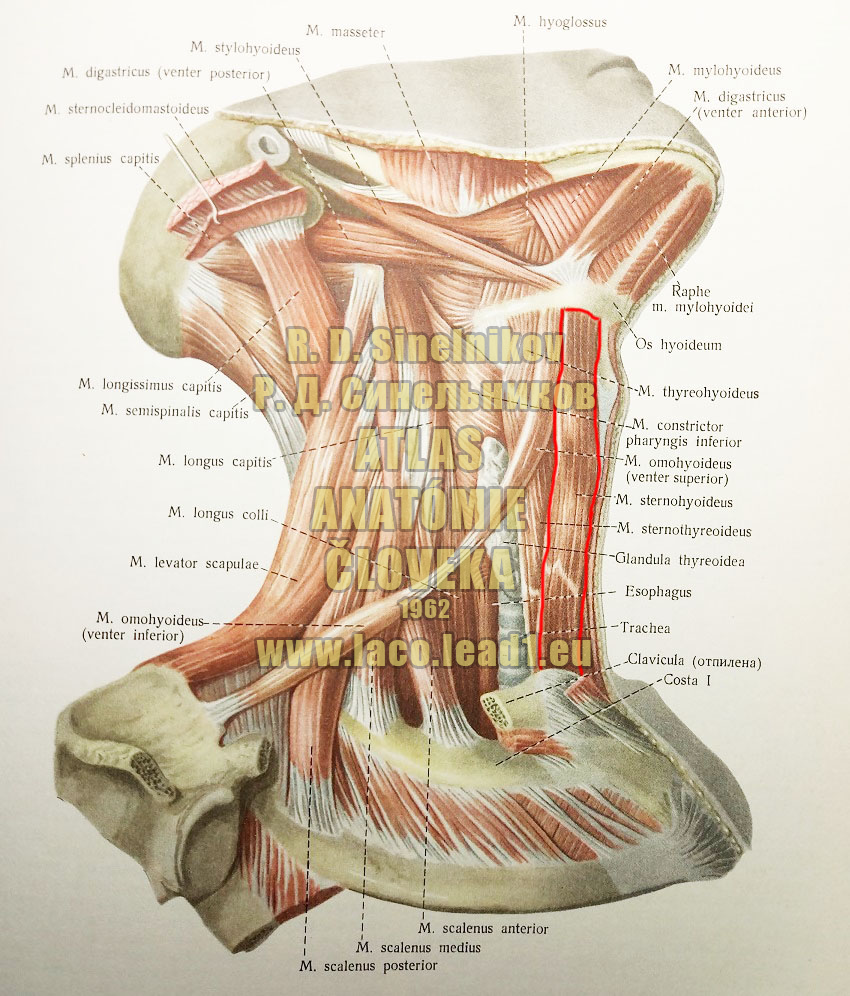 Mostíkovojazylkový sval