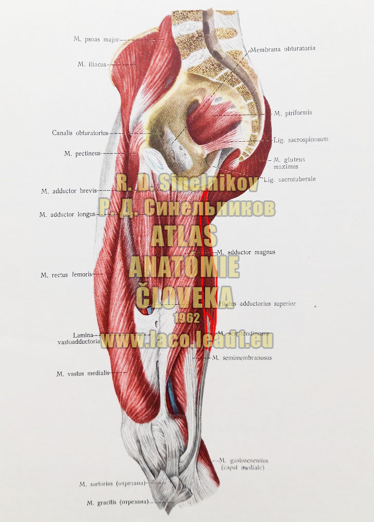 Pološľachovitý sval SVALY PANVY A STEHNA - PRAVÉHO - Z BOKU (STREDNÁ VRSTVA)