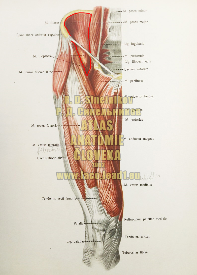 Bedrový sval
