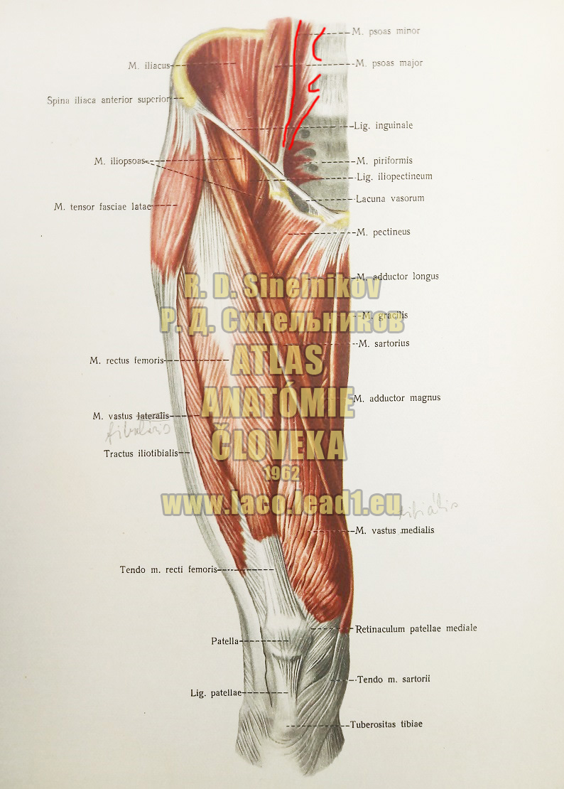 Malý bedrovostehenný sval