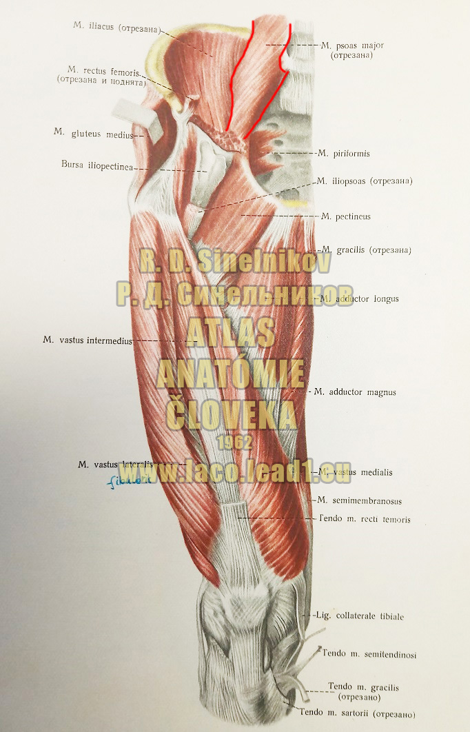 Veľký bedrovostehenný sval SVALY PANVY A STEHNA - PRAVÉHO - Z PREDU (PRIAMY SVAL STEHNA)