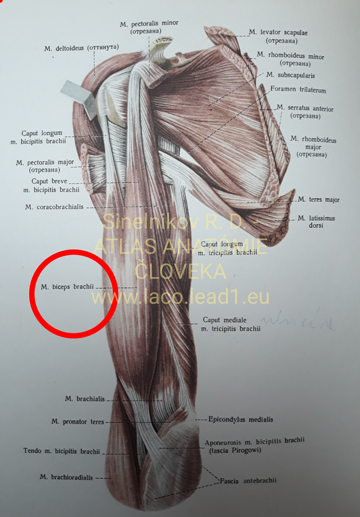 Dvojhlavý ramenný sval