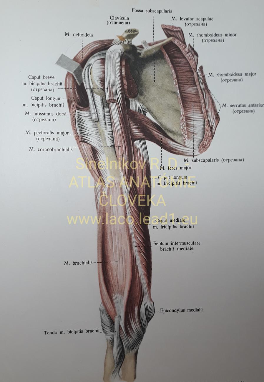 Dvojhlavý ramenný sval SVALY PRAVÉHO NADLAKTIA A PLECA, z predu.