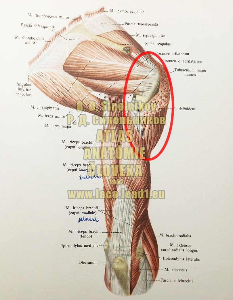 Deltový sval SVALY PRAVÉHO NADLAKTIA A PLECA ZO ZADU