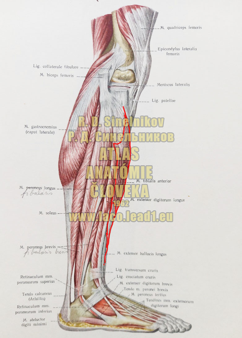 Predný píšťalový sval