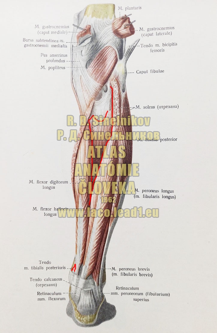 Zadný píšťalový sval