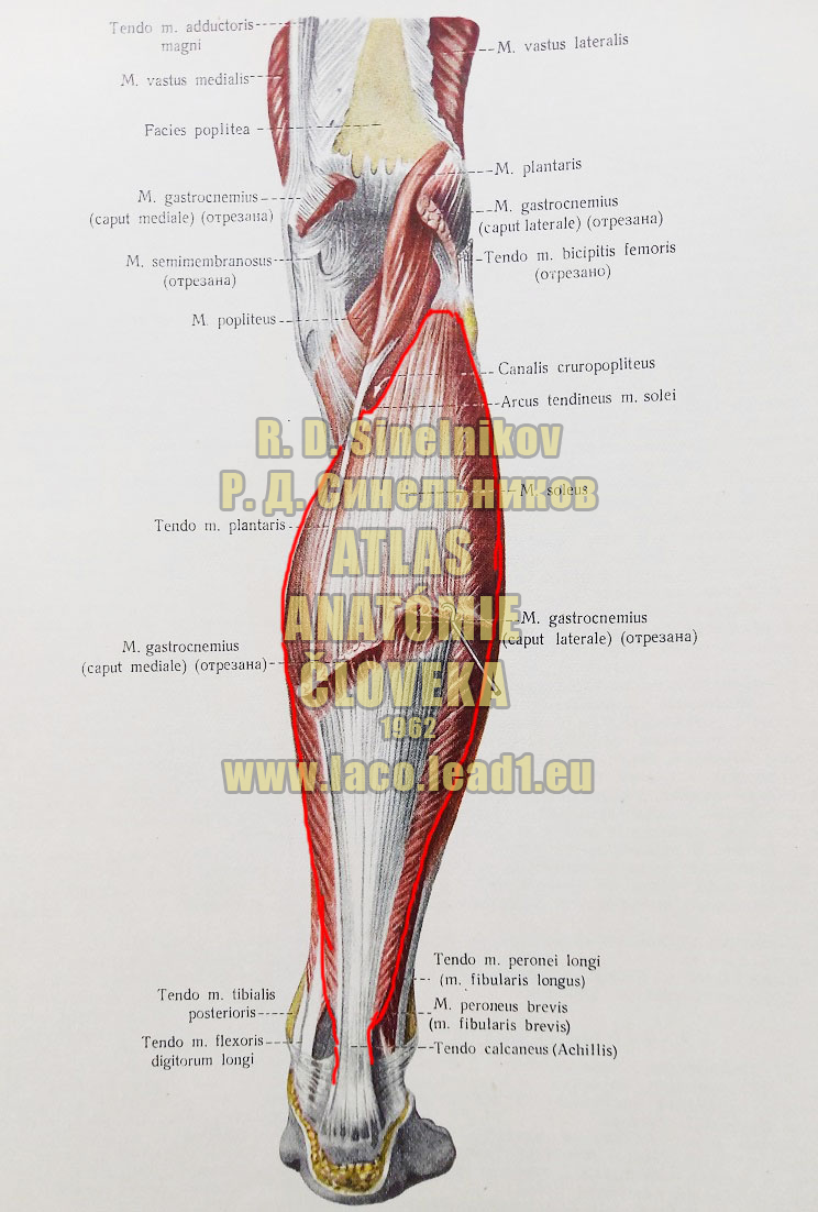 Šikmý sval lýtka SVALY PREDKOLENIA - PRAVÉHO - ZO ZADU (POVRCHOVÁ VRSTVA)