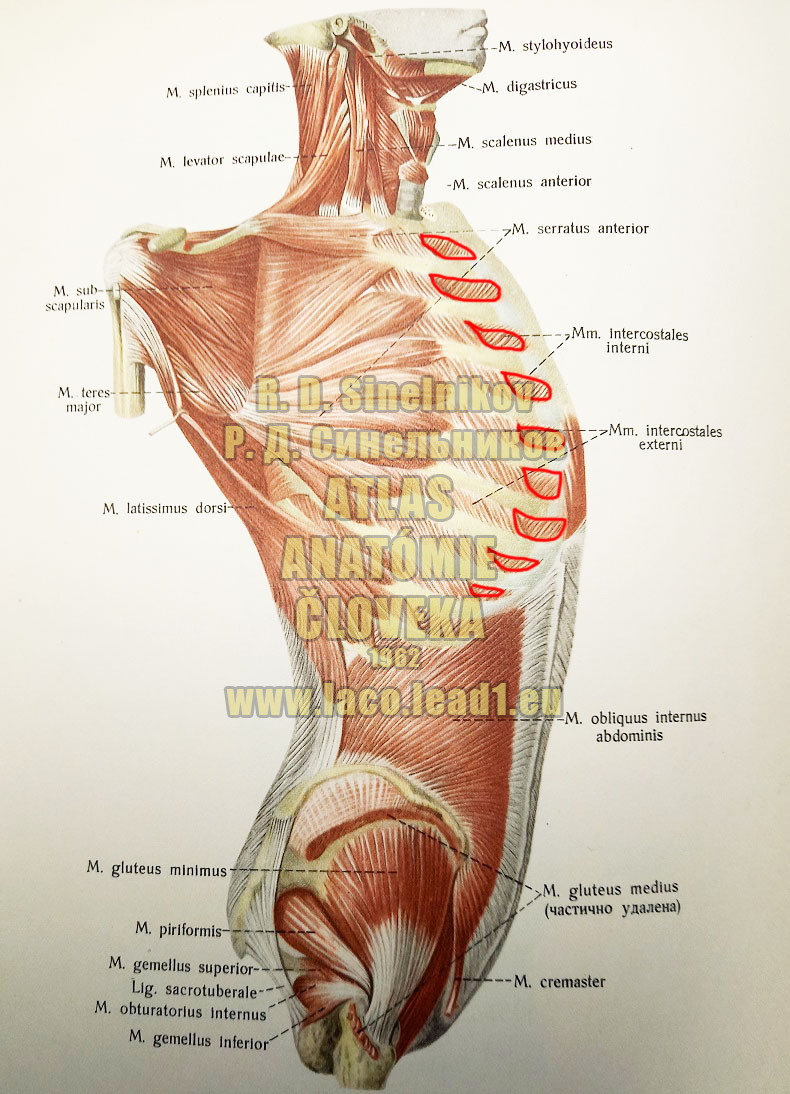 Medzirebrové svaly vnútorné